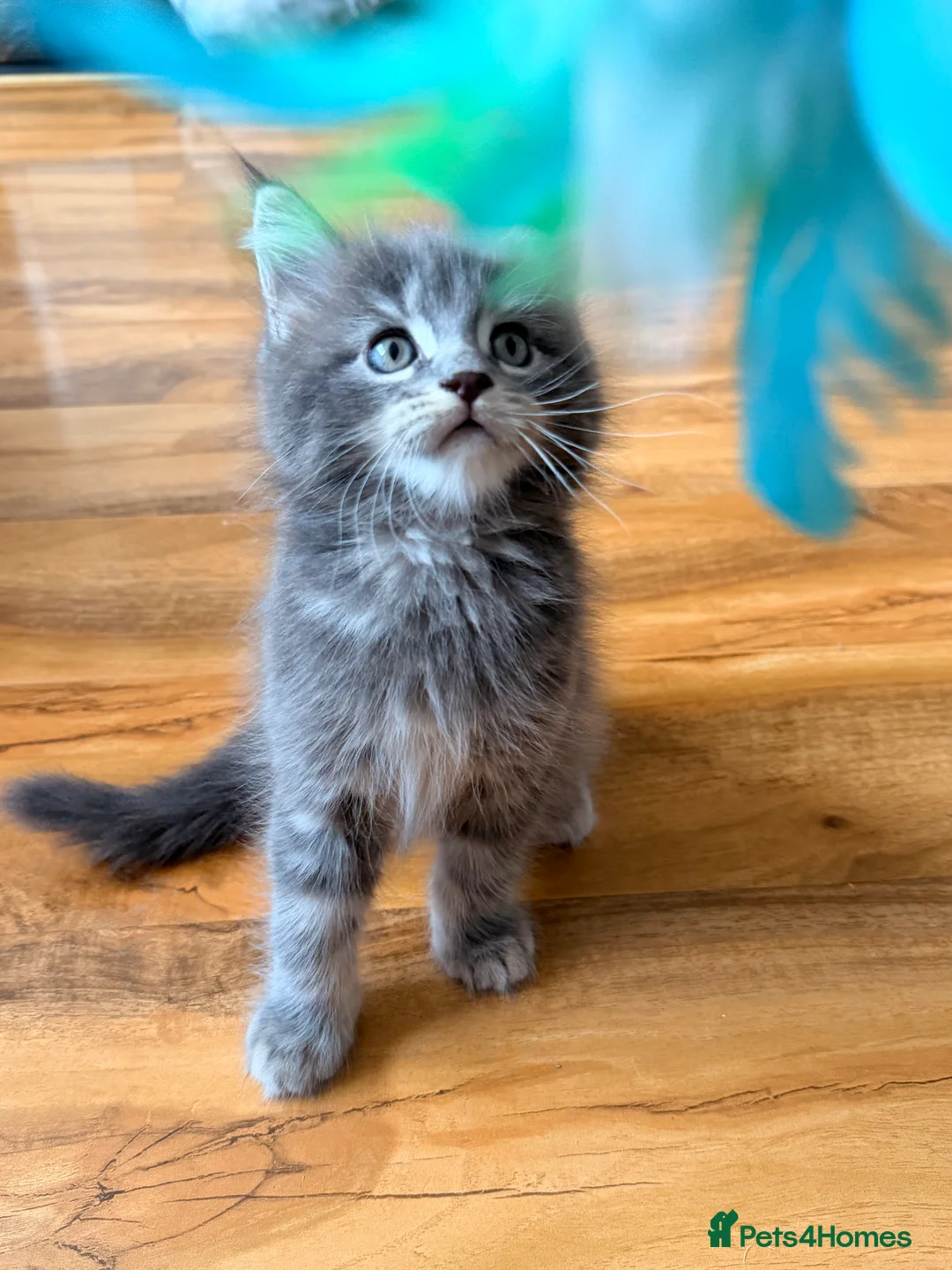 Maine Coon cats for sale: Maine coon kittens - Advert 16