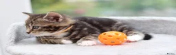 Mixed Breed cats for sale: Tabby Kittens Ready Soon - Advert 4