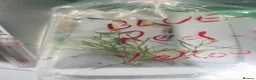 Other/Mixed Breed fish for sale: 🐟 HOME BRED FISH, SHRIMPS & SNAILS 🐌🐠🐟🦐 - Advert 4