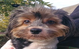 Yorkshire Terrier dogs for sale: Adult Yorkshire Terrier Biewer Girl - Image 4