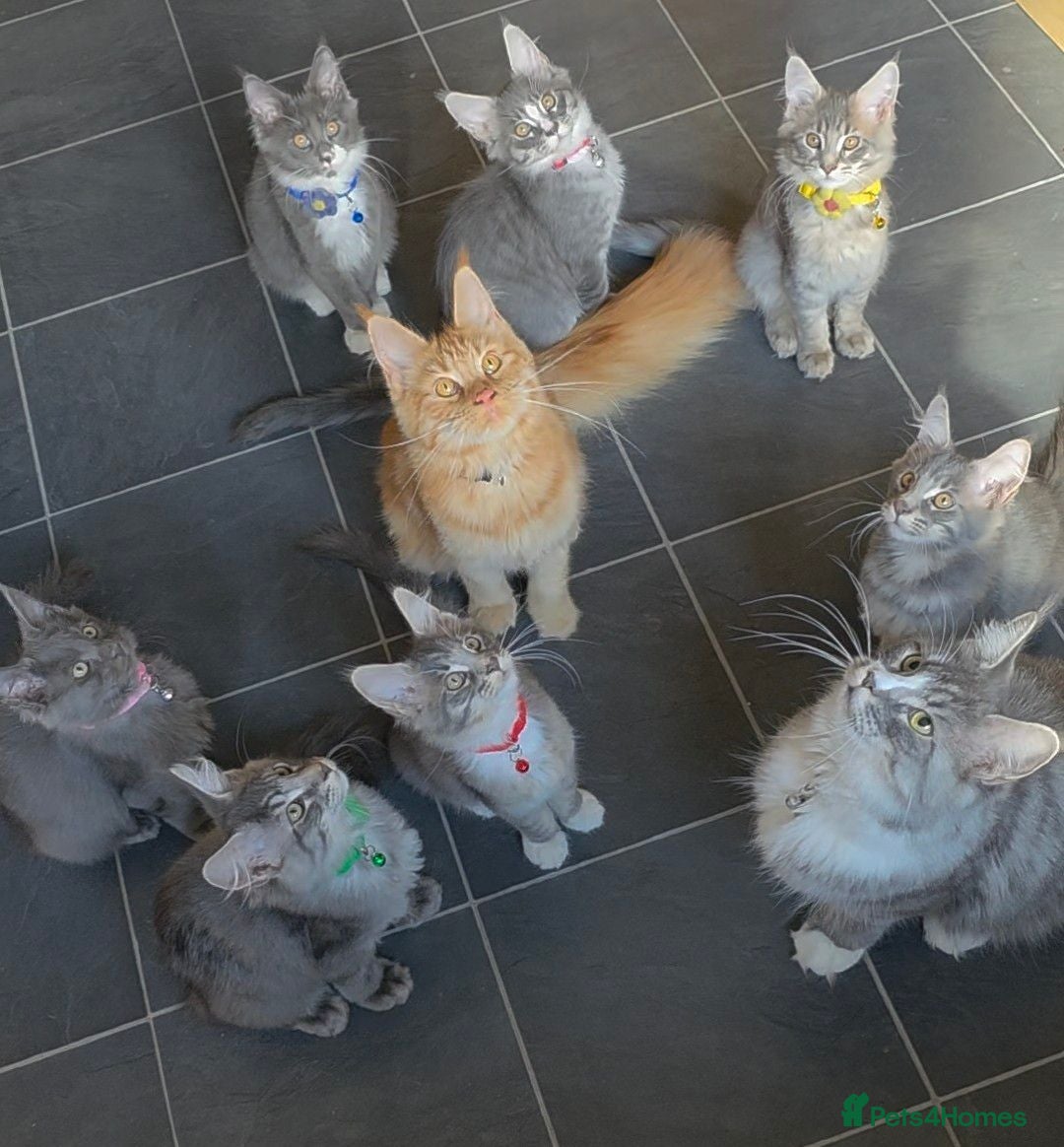 Maine Coon cats ❤️ TICA Registered Maine Coon Kittens Ready Now ❤️ - Advert 2