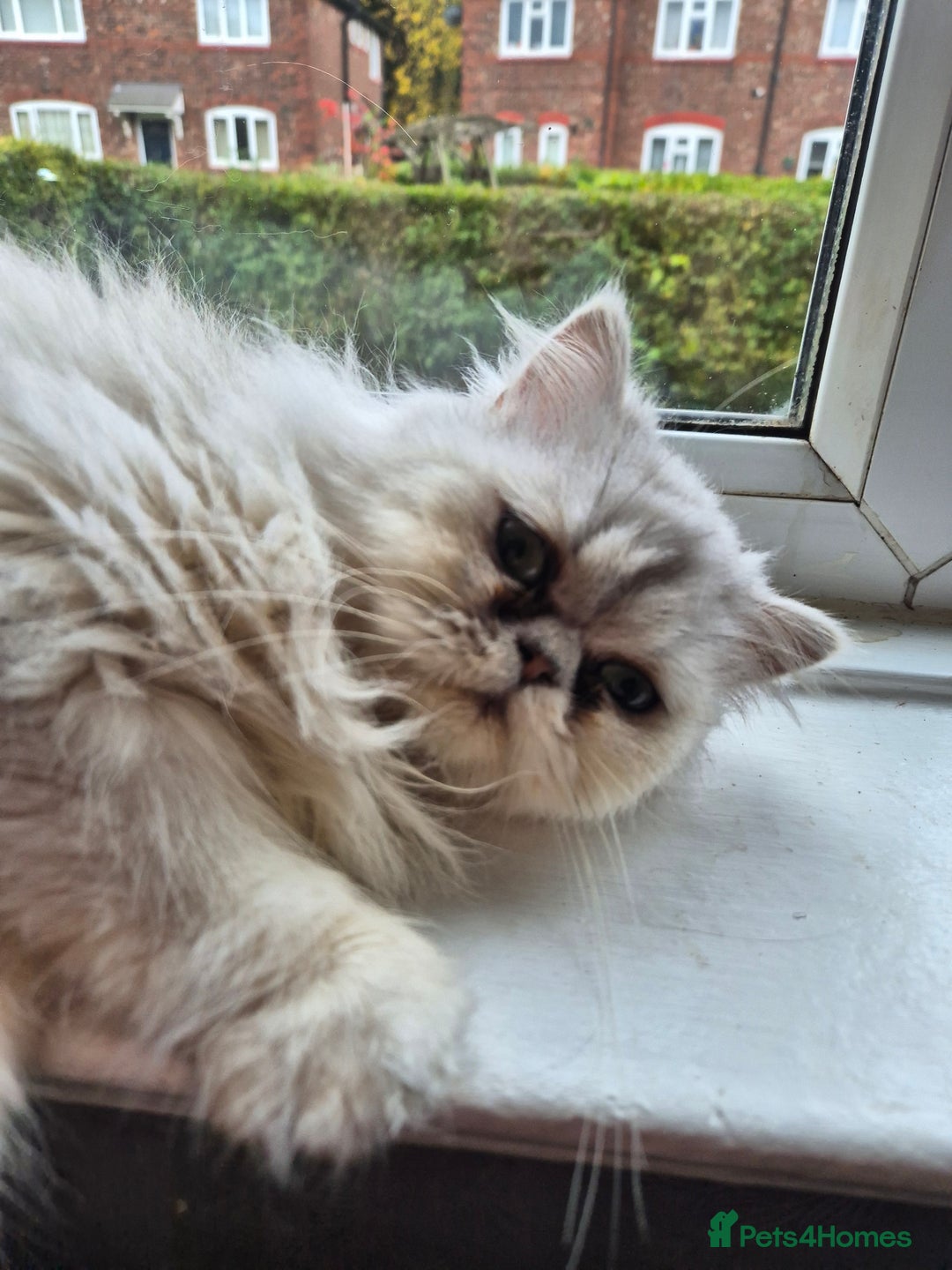Persian cats for sale: Beautiful female Persian  - Image 1