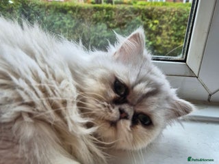 Persian cats for sale - Advert 1