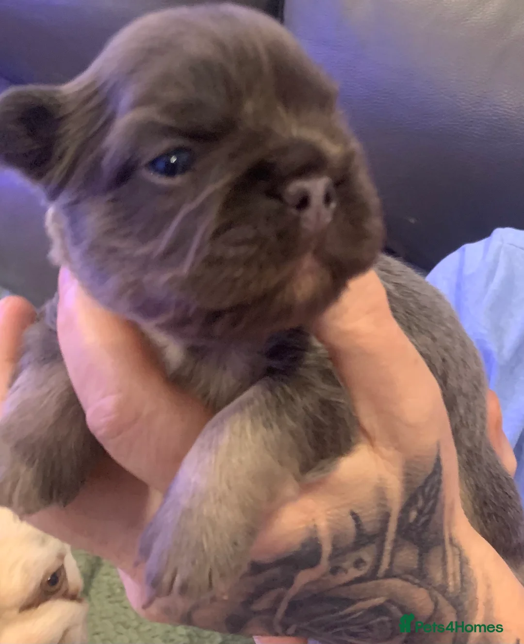 French Bulldog dogs for sale: Isabella fluffy  **  french bulldogs in Liverpool - Advert 1