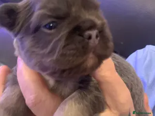 French Bulldog dogs Isabella fluffy ** french bulldogs - Advert 15