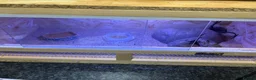 Leopard Gecko reptiles for sale: Male leopard gecko - Advert 10