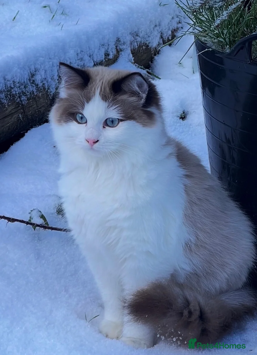Mixed Breed cats for sale: Half ragdoll, mixed breed kitten - Advert 8