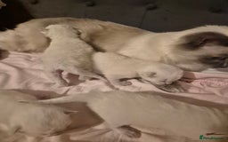 Ragdoll cats for sale: 4 energetic ragdoll fluffballs  - Image 17