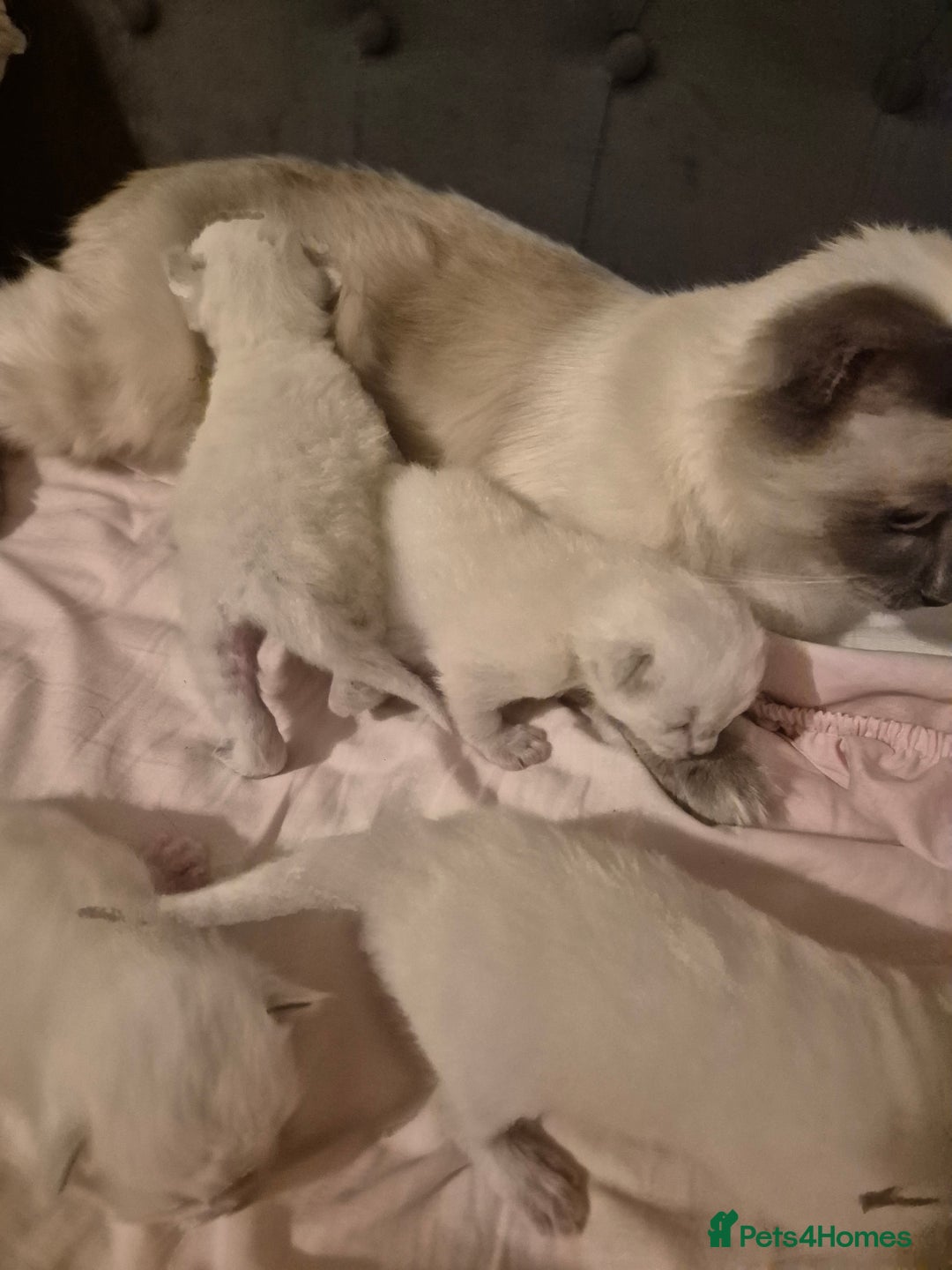 Ragdoll cats for sale: 4 energetic ragdoll fluffballs  - Image 17