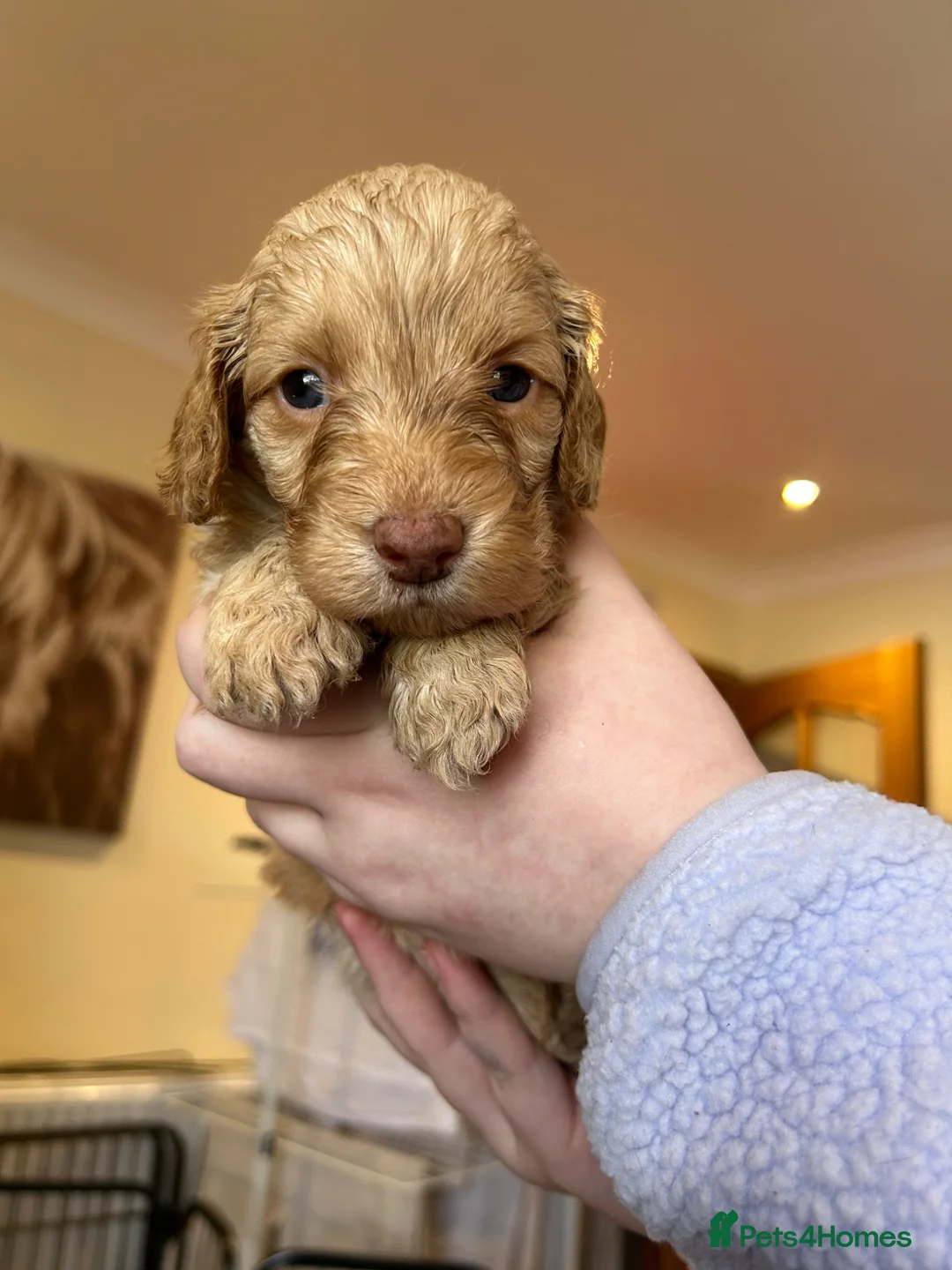 Cockapoo dogs for sale: F1B Cockapoo puppies - Advert 2