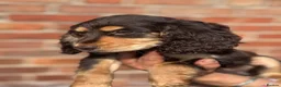 Cocker Spaniel dogs for sale: 5 quality cocker spaniel pups ready now 🐶🐾 - Advert 19