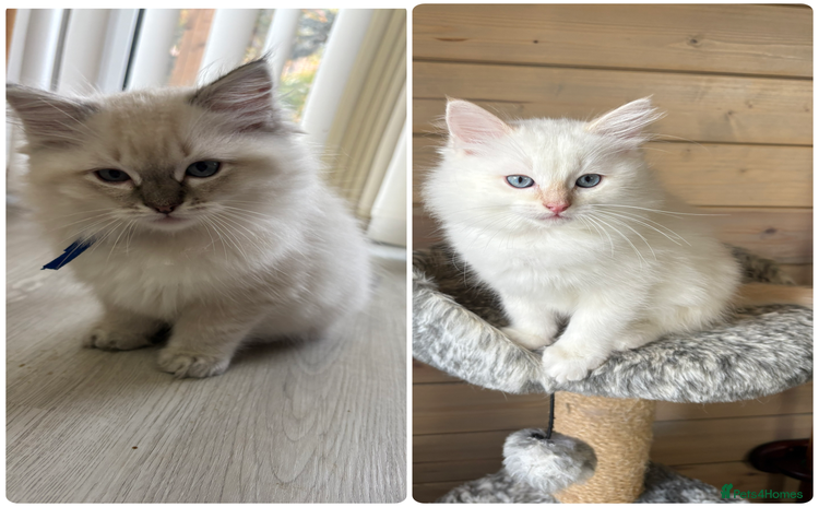 Ragdoll cats - Advert 2