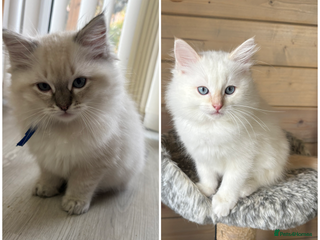 Ragdoll cats - Advert 24