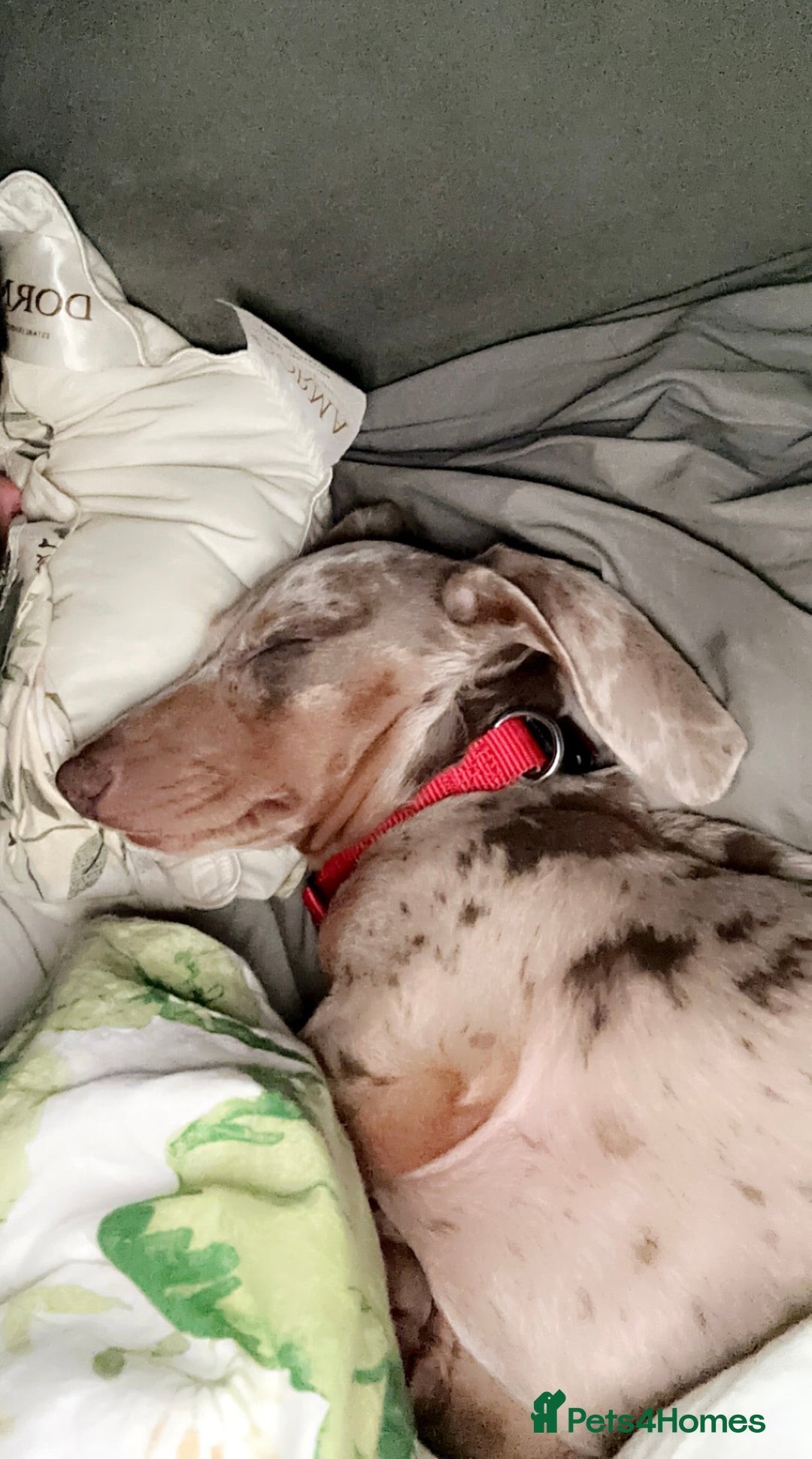 Dachshund dogs for sale: Dachshund Miniature Smooth Haired - Image 3