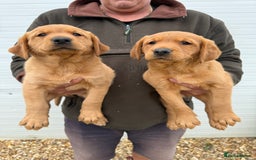 Goldador dogs for sale: Chunky dark red Goldador puppies  - Image 5