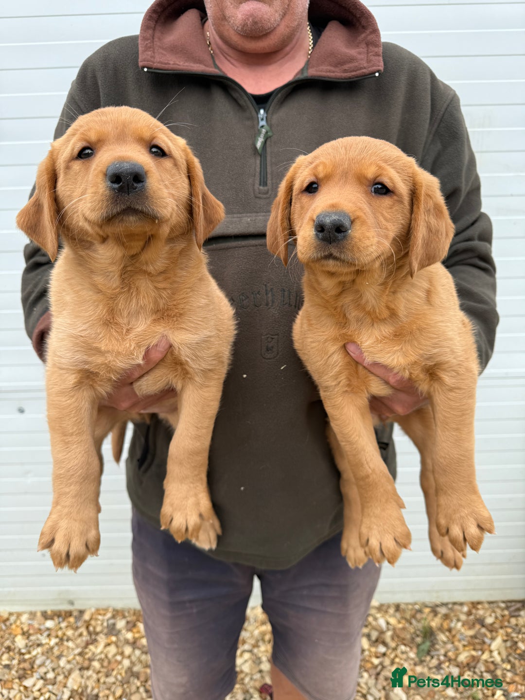 Goldador dogs for sale: Chunky dark red Goldador puppies  - Image 5