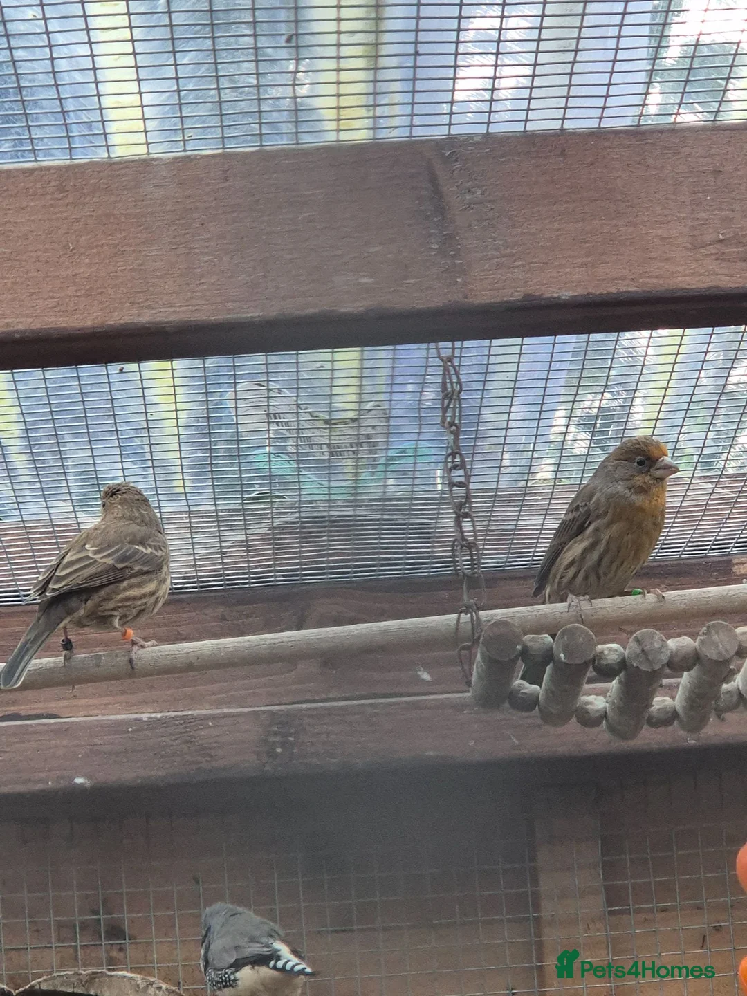 Finches birds for sale: Mexican House Finches - Advert 7