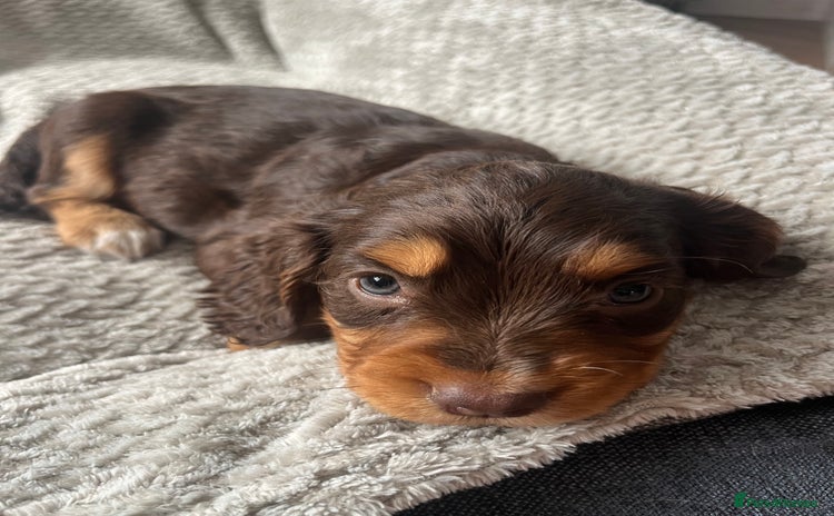 Cocker Spaniel dogs - Advert 3