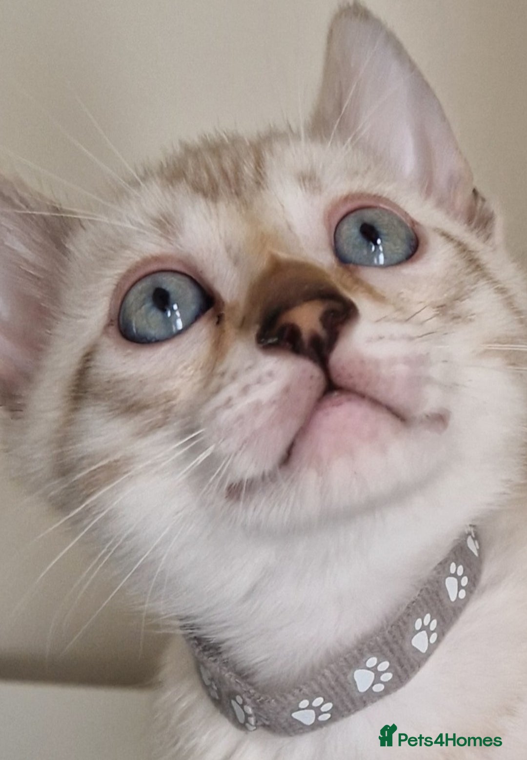 Bengal cats for sale: Stunning Glittered Pedigree Benga kittens  - Image 13