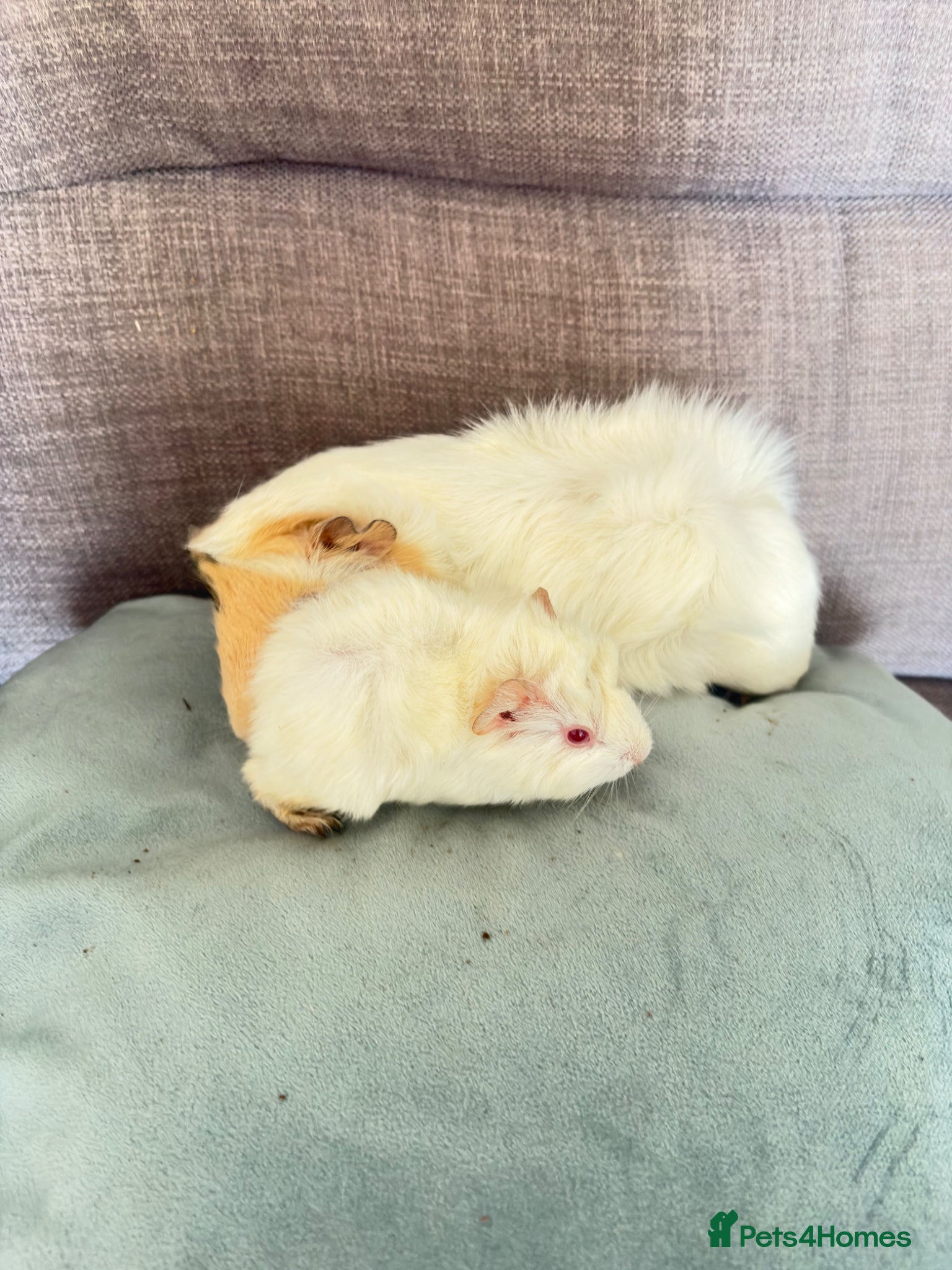 Guinea Pig rodents Dad and son  - Advert 2