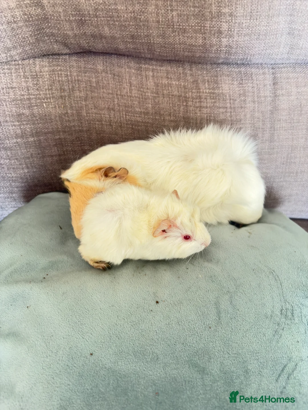Guinea Pig rodents for sale: Dad and son  - Advert 1