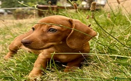 Dachshund dogs for sale: READY NOW STUNNING MINI DAXIS PRA KC REG - Image 10