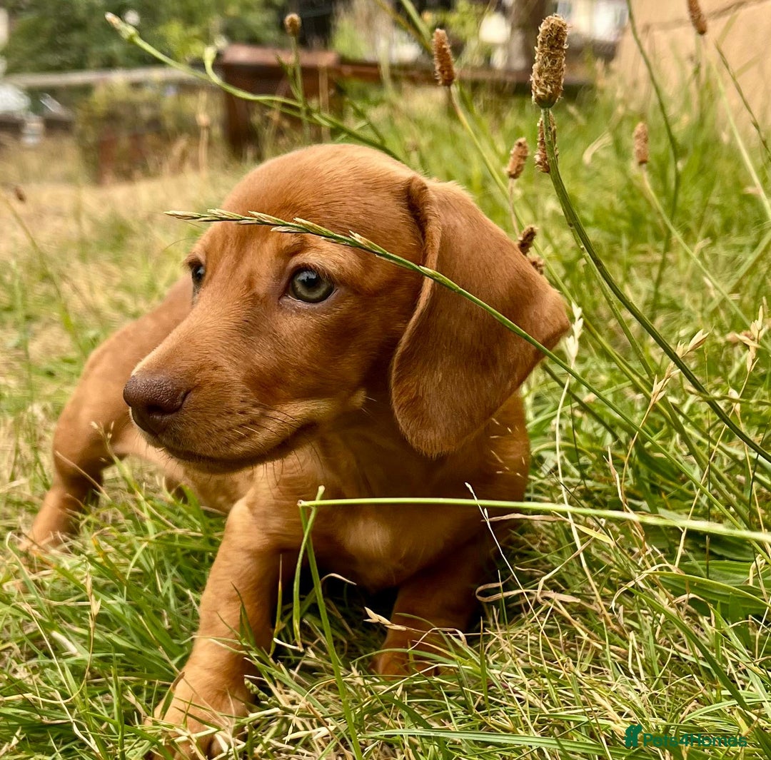 Dachshund dogs for sale: READY NOW STUNNING MINI DAXIS PRA KC REG - Image 10