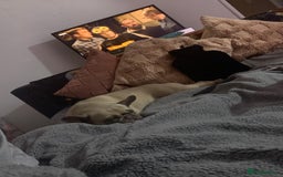 French Bulldog dogs for sale: Beautiful Frenchie - Image 2
