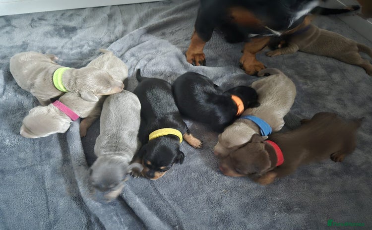 Dachshund dogs - Advert 2