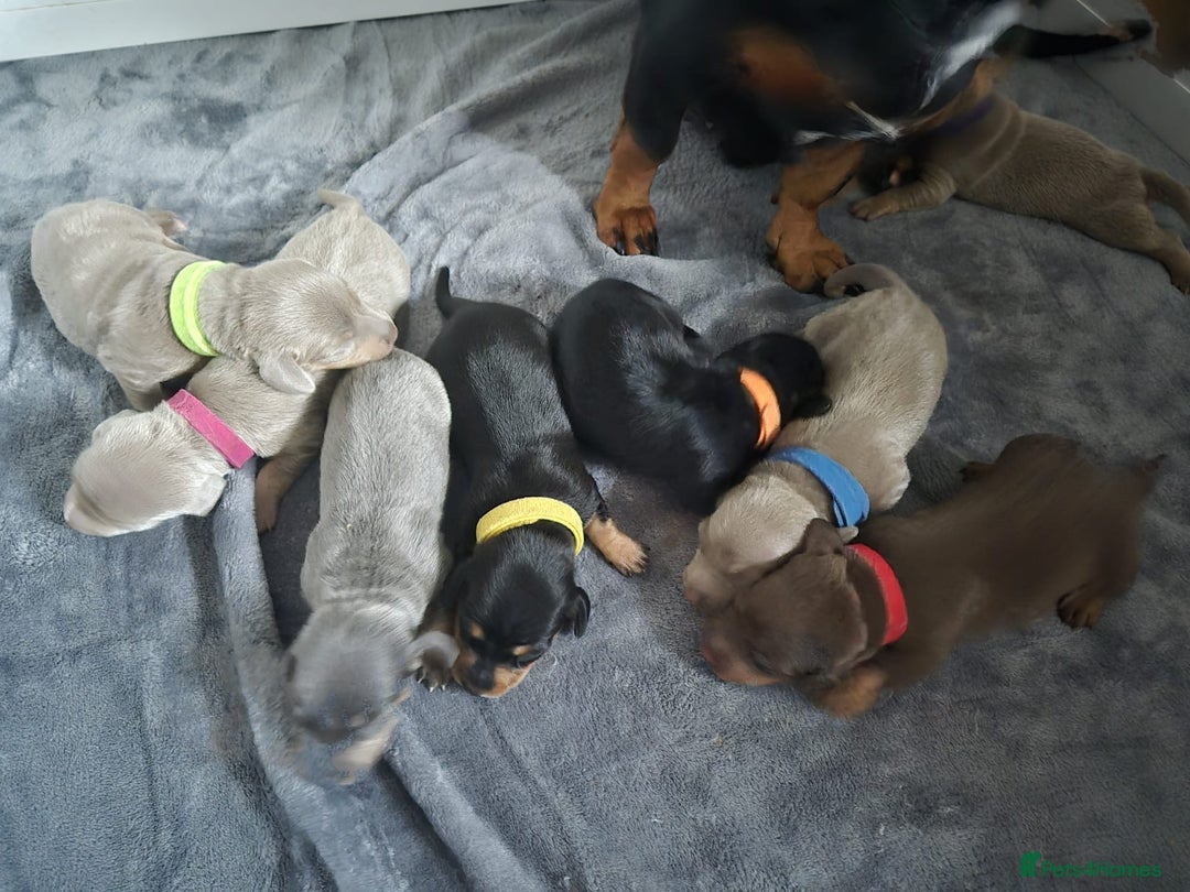 Dachshund dogs for sale: Beautiful dachshund puppies  - Image 1