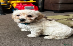 Poochon dogs for sale: Absolutely amazing Poochon Puppies - Image 27