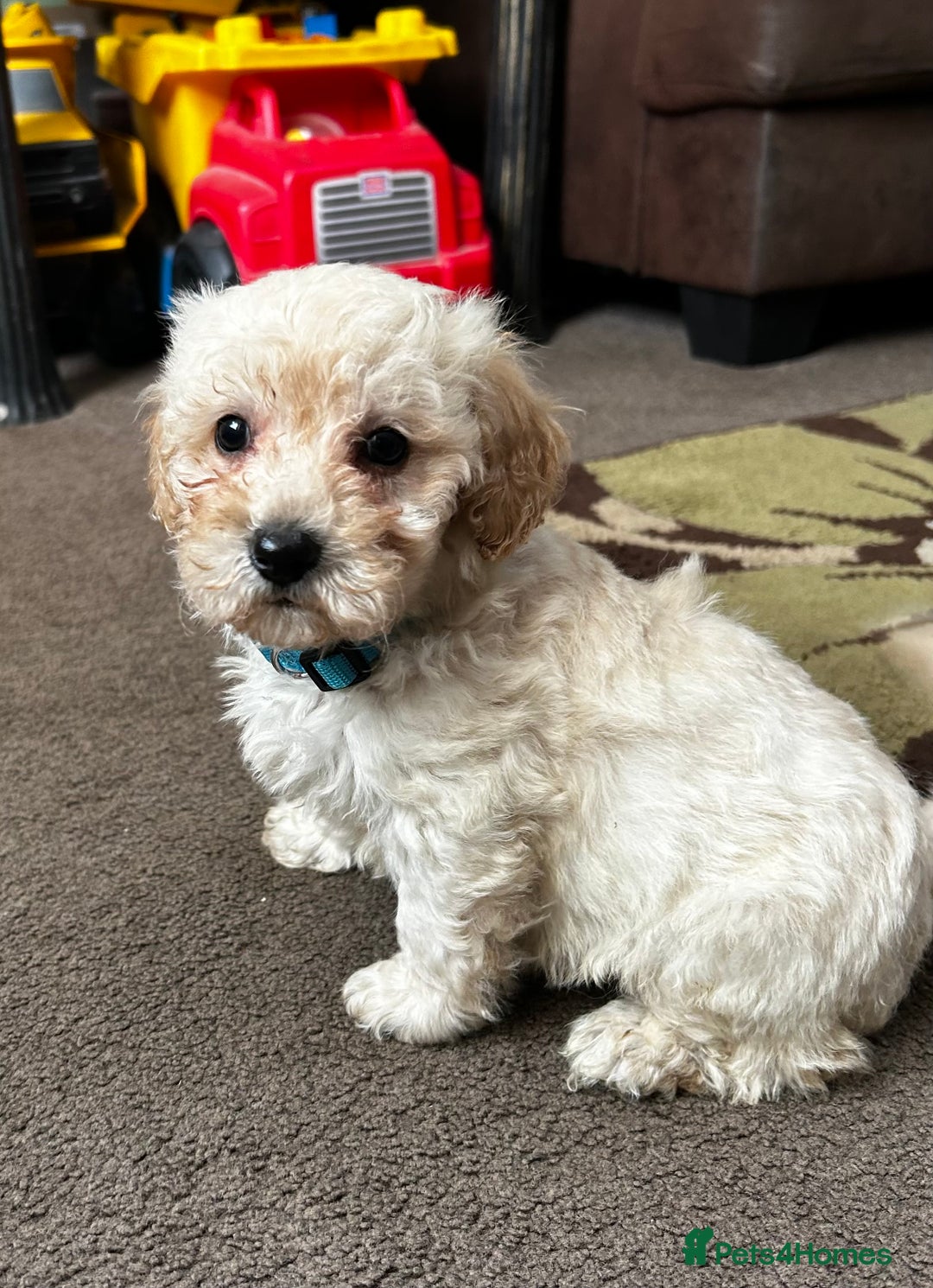 Poochon dogs for sale: Absolutely amazing Poochon Puppies - Image 27