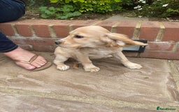 Cocker Spaniel dogs for sale: Gorgeous Adorable Golden Type Cocker  Spaniel  - Image 29