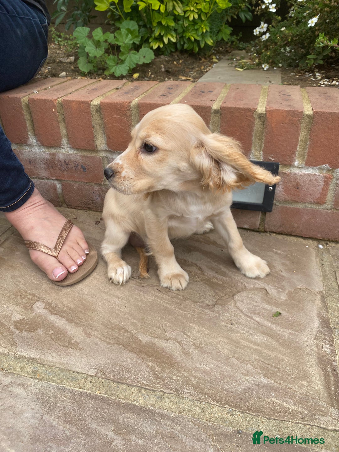 Cocker Spaniel dogs for sale: Gorgeous Adorable Golden Type Cocker  Spaniel  - Image 29