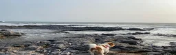 Mixed Breed dogs for sale: Jack Russell mixed  in Harrow - Advert 3