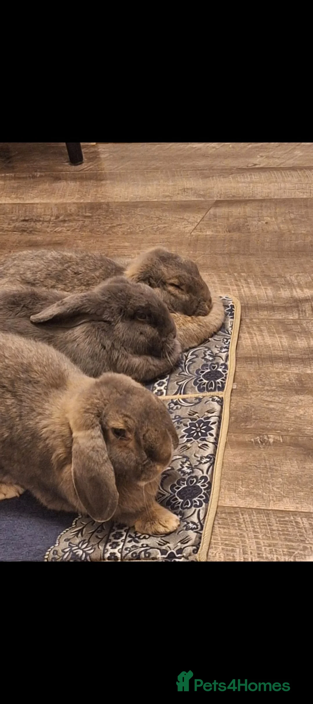 Mini Lop rabbits for sale: Family of 3  in London - Advert 8