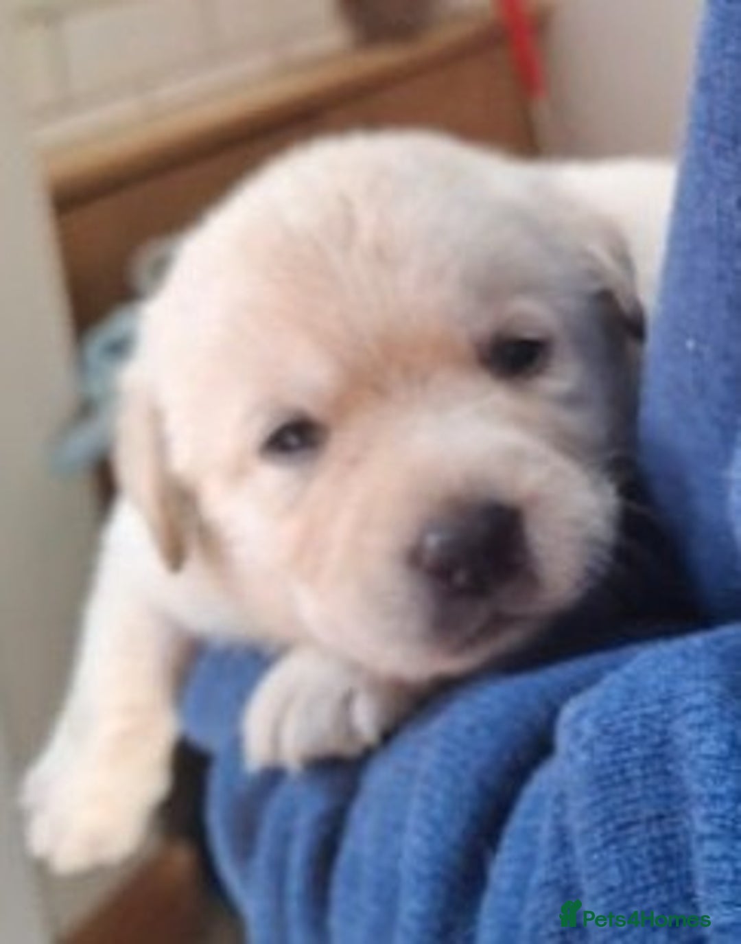 Labrador Retriever dogs for sale: Quality, Show Bred, Yellow Puppies - Image 11