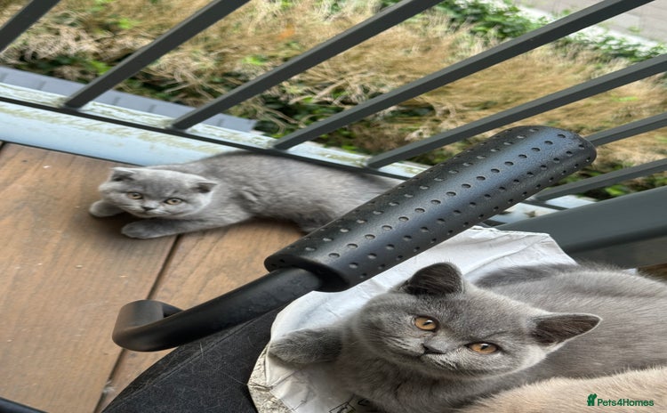 British Shorthair cats - Advert 16
