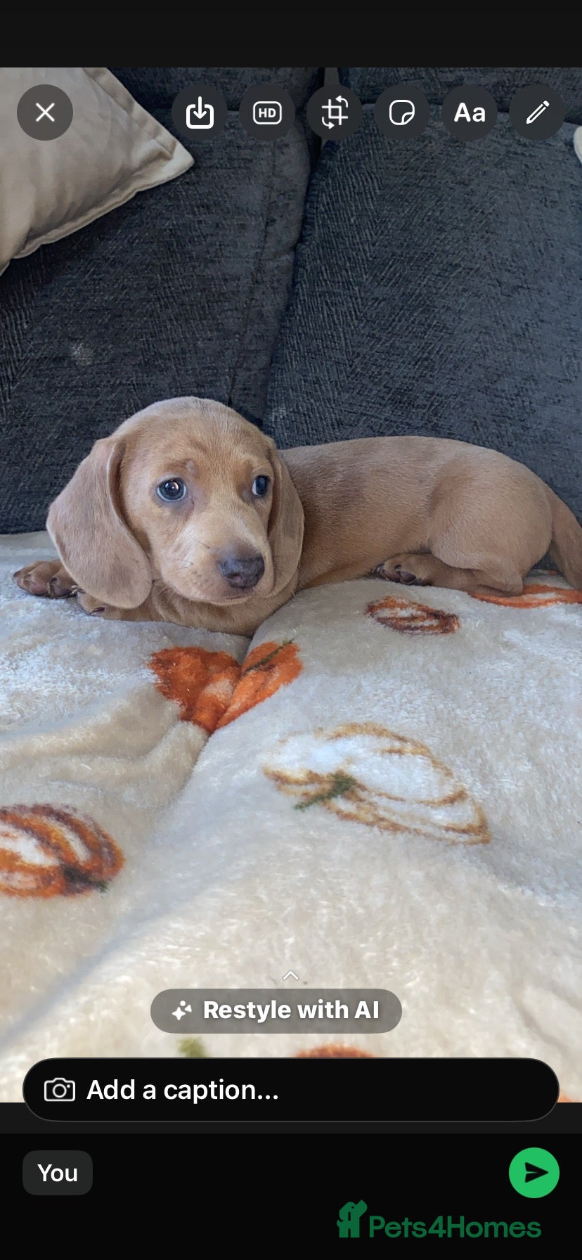 Dachshund dogs Dachshund boy  - Advert 3
