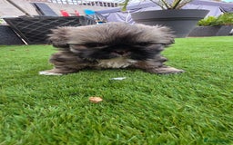 Shih Tzu dogs for sale: Imperial Shih-Tzu puppies-Ready for a new home   in Walsall - Image 5