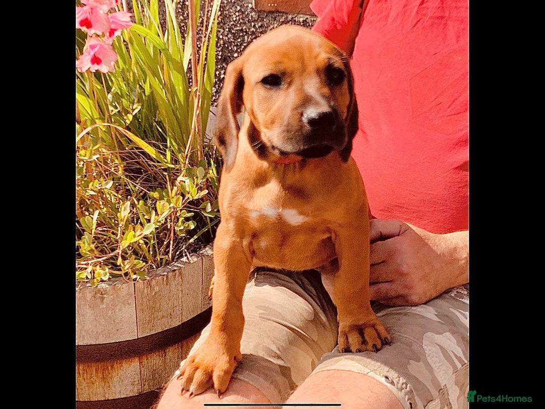Rhodesian Ridgeback dogs for sale: Lovely Red Wheaten FULLY health tested parents in Pwllheli - Image 36