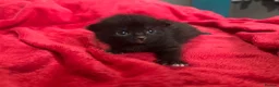 Mixed Breed cats for sale: Fabulous kittens for sale! - Advert 9
