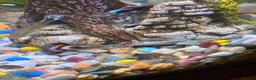 Live Bearers fish for sale: Guppies for free! in Ruislip - Advert 3