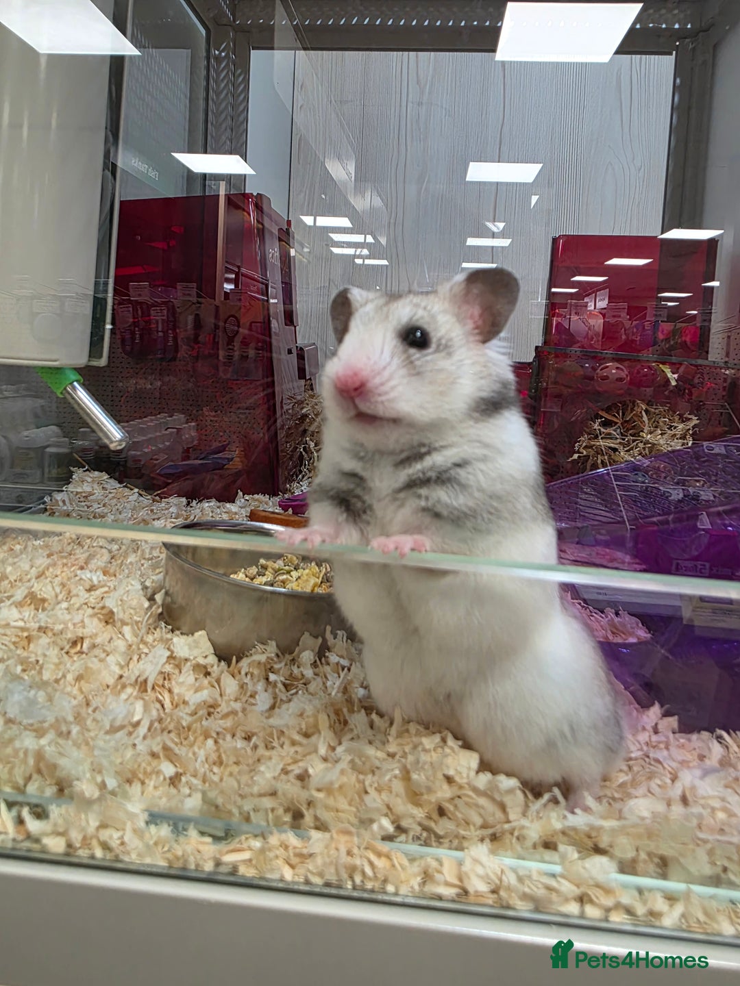 Hamster rodents for sale: Lovely female hamster - Image 2