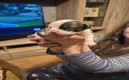 Staffordshire Bull Terrier dogs for sale: Amir  - Image 2