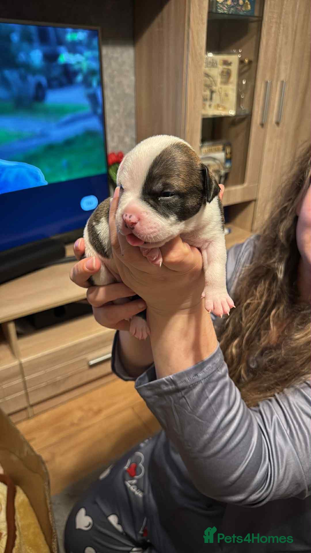 Staffordshire Bull Terrier dogs for sale: Amir  - Image 2