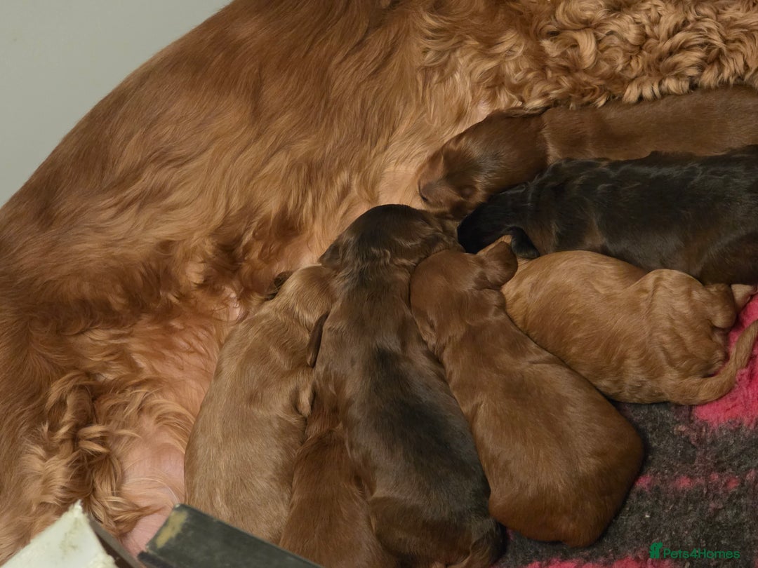 Cockapoo dogs for sale: Beautiful F1 Cockapoo Puppies - Advert 4