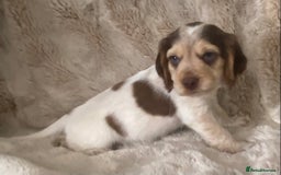 Cocker Spaniel dogs for sale: Adorable Show cocker spaniel puppies - Image 7