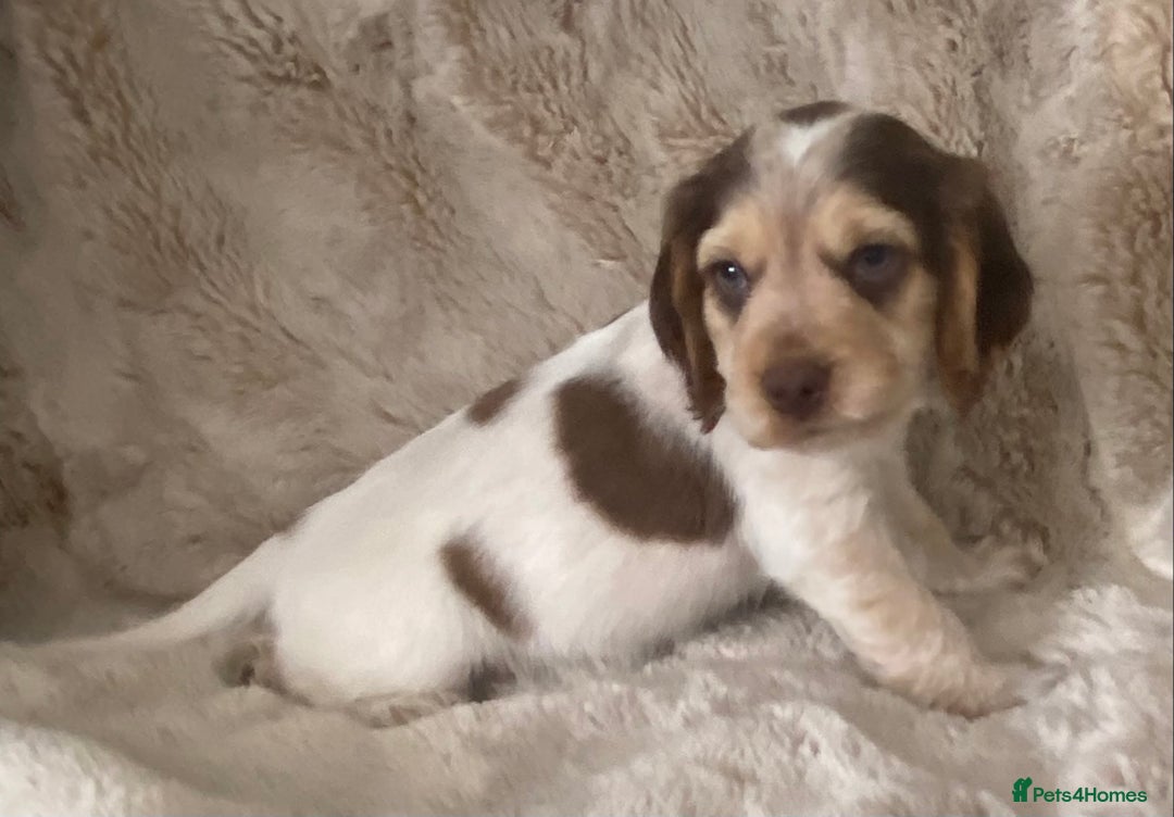 Cocker Spaniel dogs for sale: Adorable Show cocker spaniel puppies - Image 7