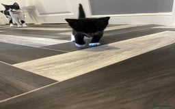 Russian Blue cats for sale: 4 beautiful Russian blue mix  - Image 1